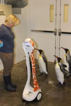 Students see penguins up close via VGo